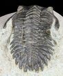 Bargain, Hollardops Trilobite - Morocco #62168-4
